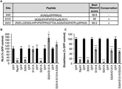 The Ralstonia solanacearum Type III Effector RipAY Is Phosphorylated in Plant Cells to Modulate Its Enzymatic Activity